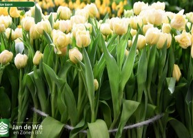 Tulipa Ippon (2)